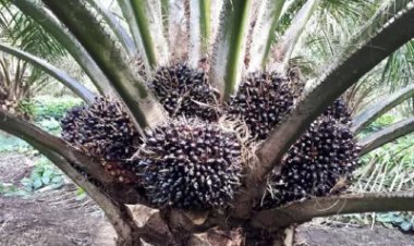 Pemberian Pupuk Tunggal Pada Tanaman Kelapa Sawit