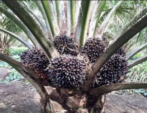 Pemberian Pupuk Tunggal Pada Tanaman Kelapa Sawit