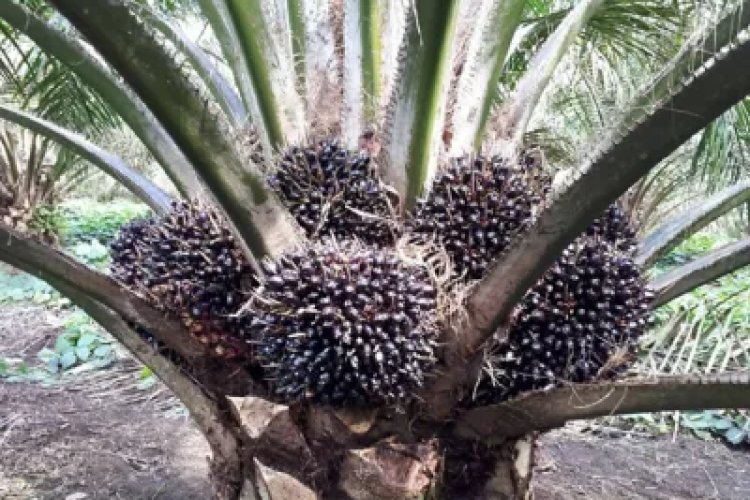 Pemberian Pupuk Tunggal Pada Tanaman Kelapa Sawit